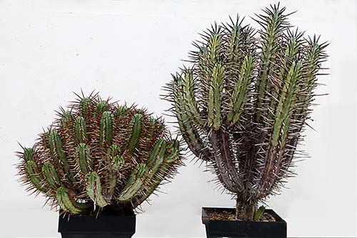 Euphorbia enopla img_01587