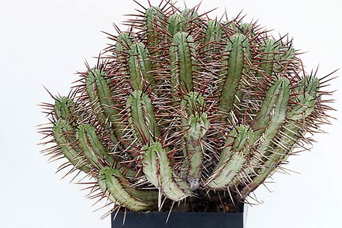 Euphorbia enopla img_01589