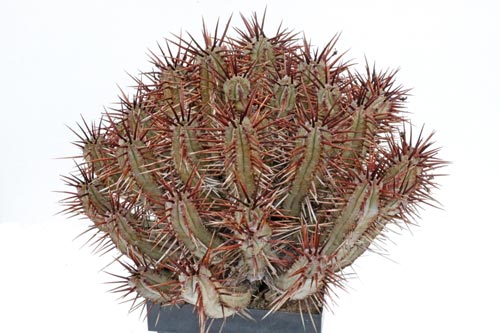 Euphorbia enopla img_06496