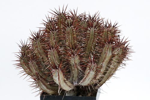 Euphorbia enopla img_06498