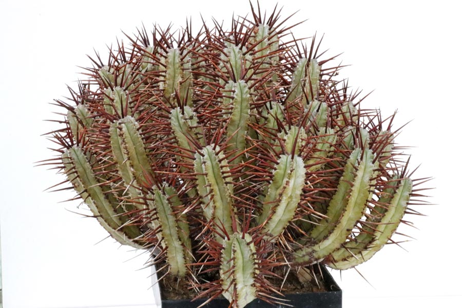 Euphorbia enopla img_06501