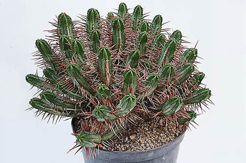 Euphorbia enopla s164344