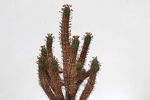 Euphorbia erosa img_02955
