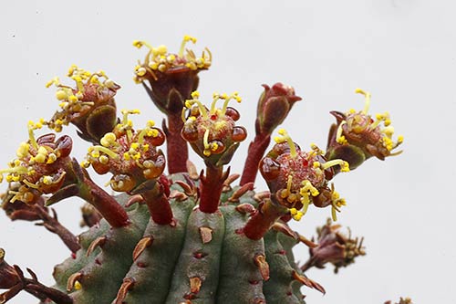 Euphorbia erosa img_02959