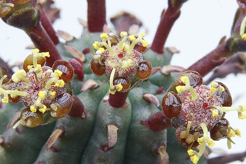 Euphorbia erosa img_02961
