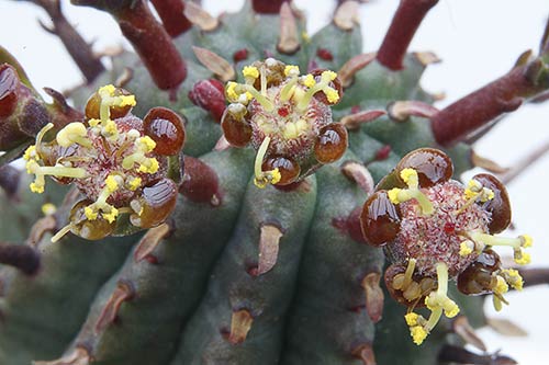 Euphorbia erosa img_02967
