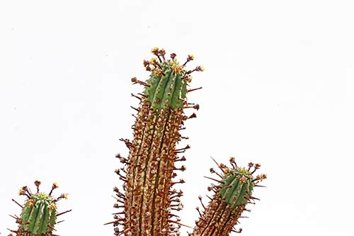 Euphorbia erosa img_09678