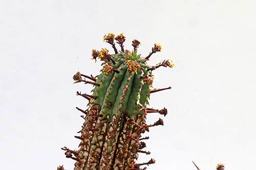 Euphorbia erosa img_09679