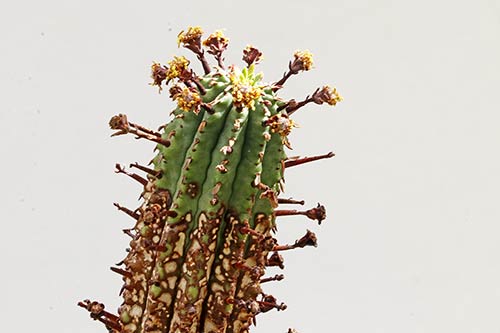 Euphorbia erosa img_09683