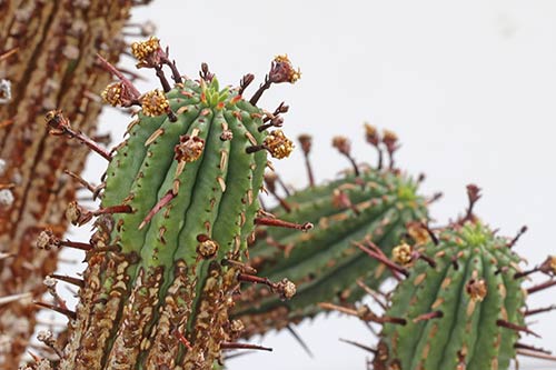 Euphorbia erosa img_09684