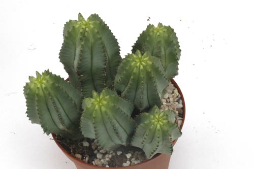 Euphorbia fruticosa img_05651