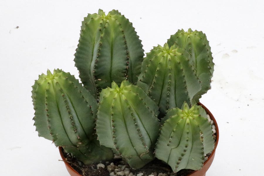 Euphorbia fruticosa img_05653