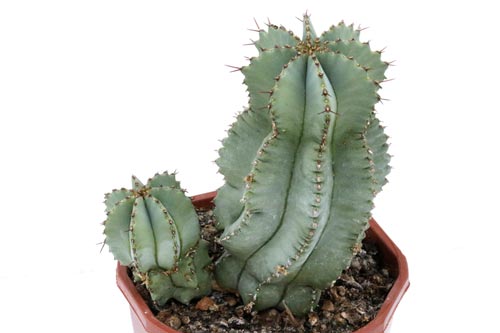 Euphorbia fruticosa img_06477