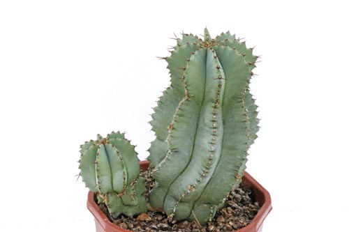 Euphorbia fruticosa img_06478