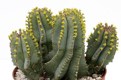 Euphorbia fruticosa img_07634