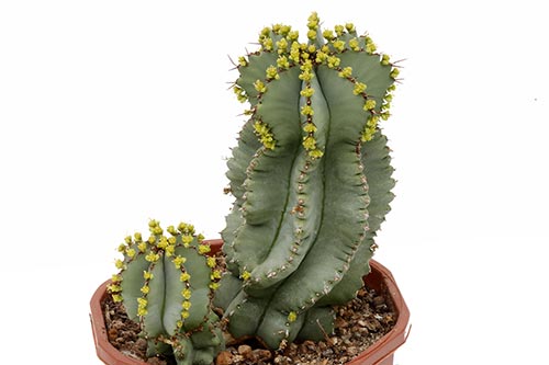 Euphorbia fruticosa img_07639