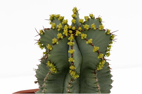 Euphorbia fruticosa img_07640