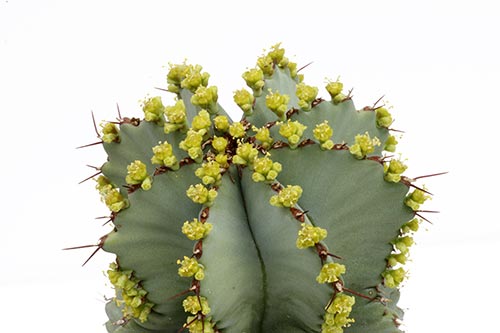 Euphorbia fruticosa img_07645