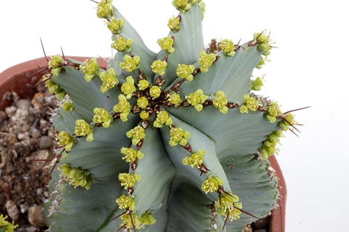 Euphorbia fruticosa img_07646