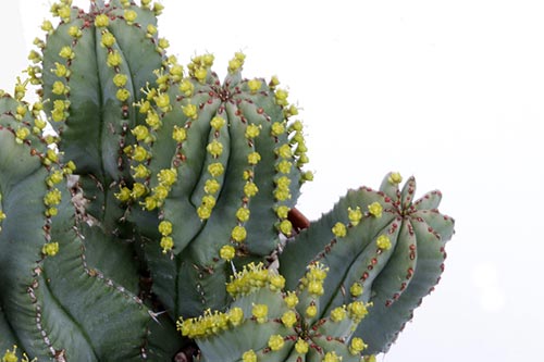 Euphorbia fruticosa img_07648