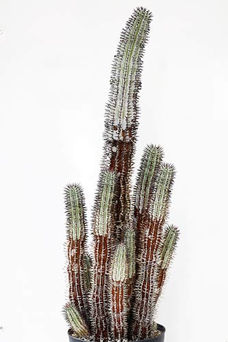 Euphorbia horrida v. noorsveldensis img_09504