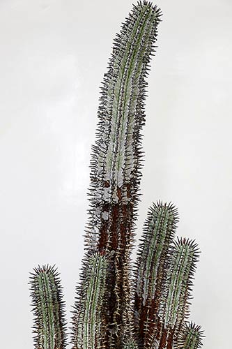 Euphorbia horrida v. noorsveldensis img_09505