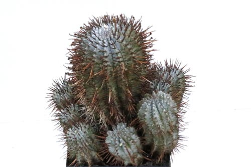 Euphorbia horrida v. noorsveldensis img_06492