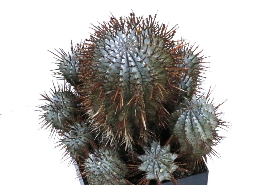 Euphorbia horrida v. noorsveldensis img_06493