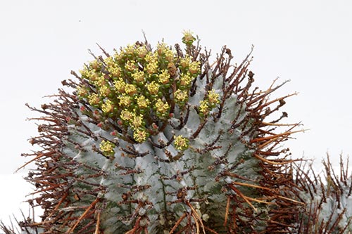 Euphorbia horrida v. noorsveldensis img_07653