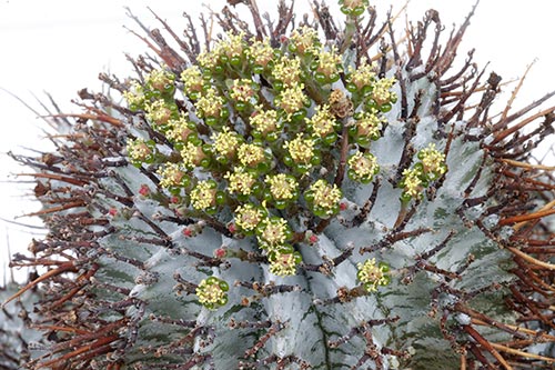 Euphorbia horrida v. noorsveldensis img_07655