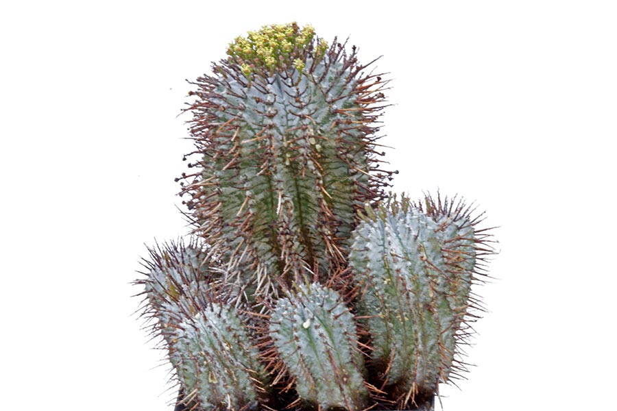 Euphorbia horrida v. noorsveldensis img_07656