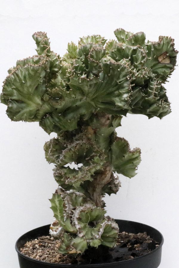 Euphorbia lactea img_06164