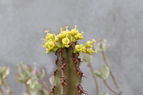 Euphorbia ledienii img_00743