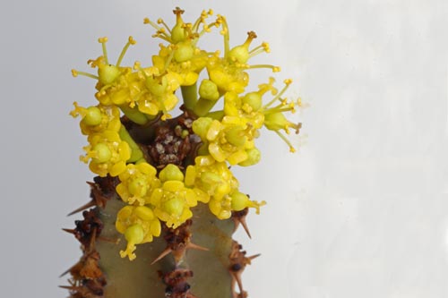 Euphorbia ledienii img_00757