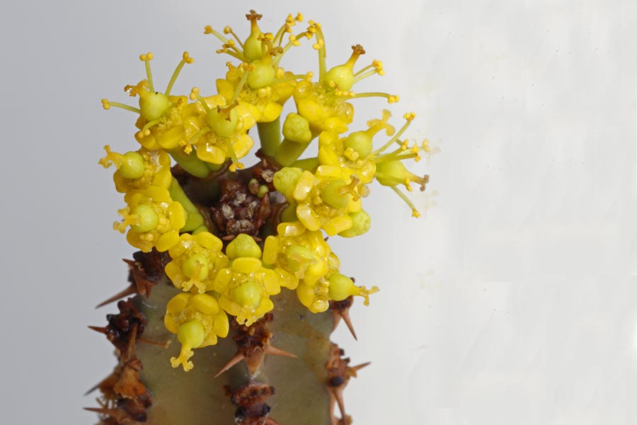 Euphorbia ledienii img_00757