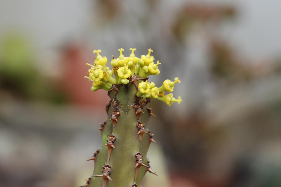 Euphorbia ledienii img_00760