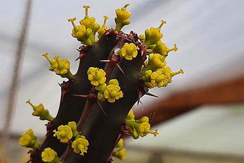 Euphorbia ledienii s0650
