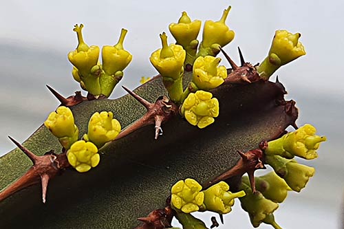 Euphorbia ledienii s0727