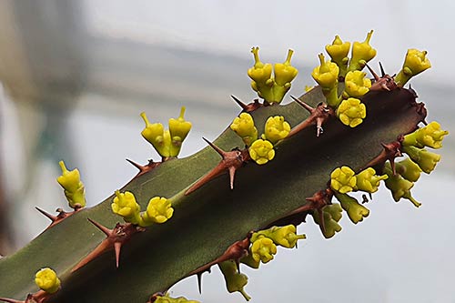 Euphorbia ledienii s0745