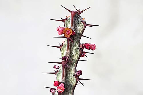 Euphorbia malevola s162651