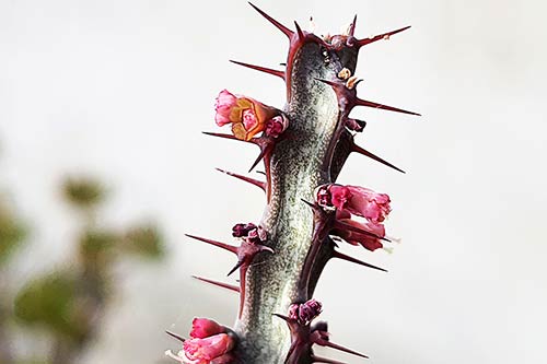 Euphorbia malevola s162711