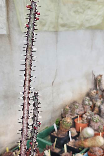 Euphorbia malevola s162853