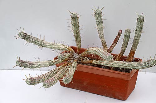 Euphorbia mammilaris f. variegata img_09755