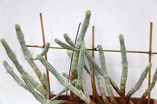 Euphorbia mammilaris f. variegata img_09757