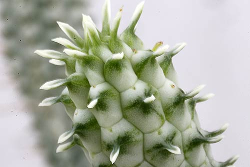 Euphorbia mammilaris f. variegata img_09763