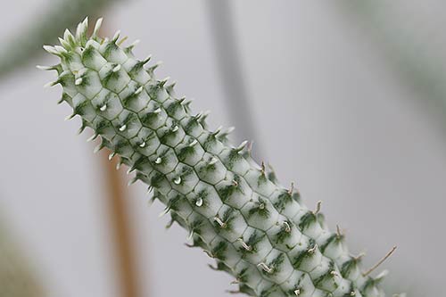 Euphorbia mammilaris f. variegata img_09768