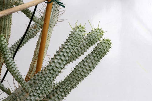 Euphorbia mammilaris f. variegata img_09772