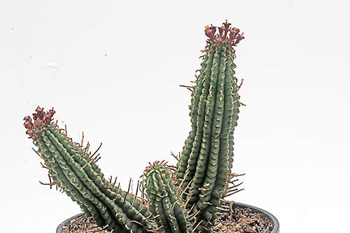 Euphorbia mammilaris img_02969
