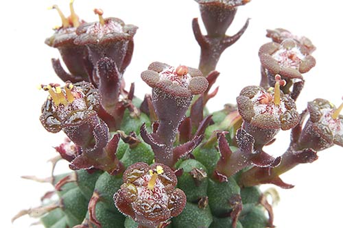 Euphorbia mammilaris img_02971