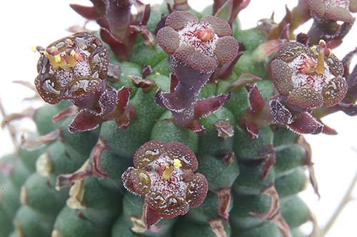 Euphorbia mammilaris img_02972